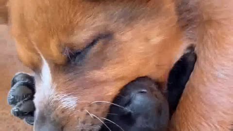 cute puppies