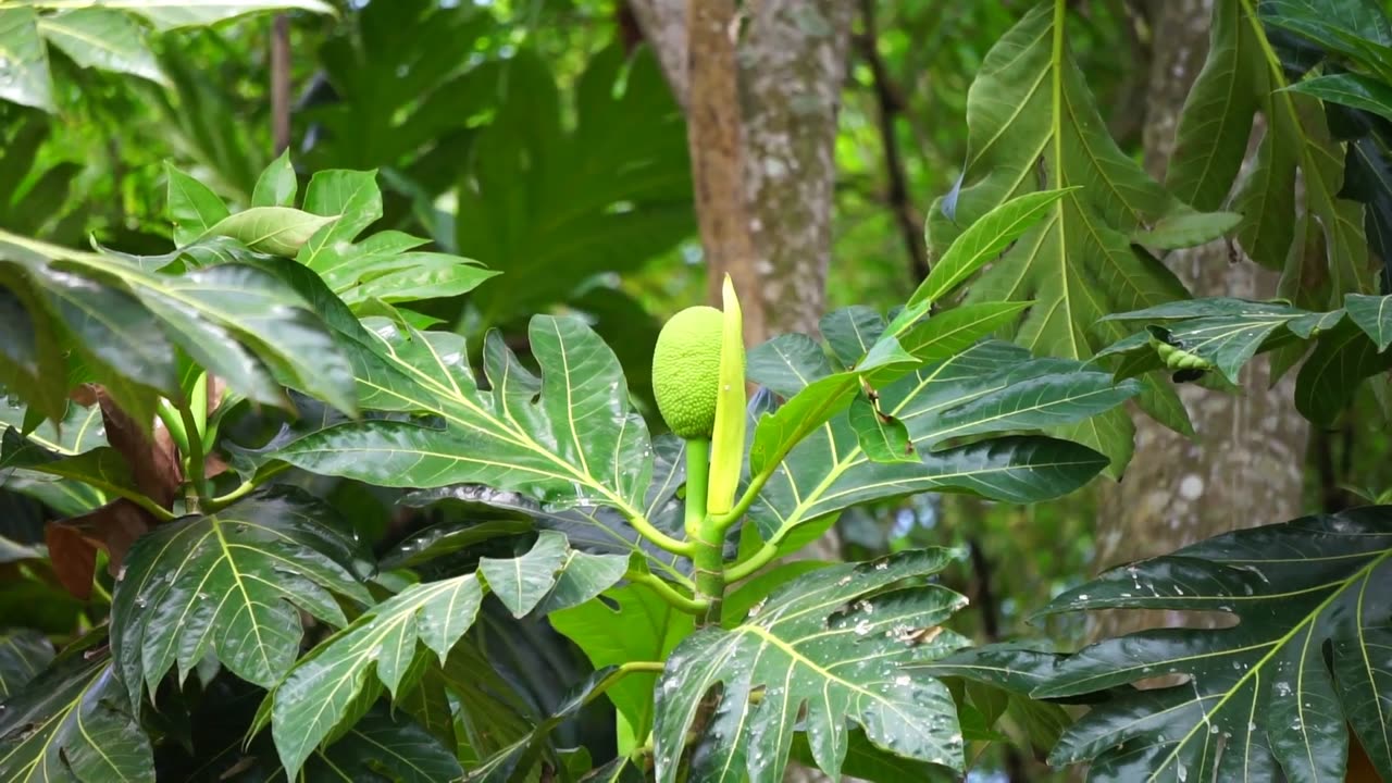 ***Breadfruit: The Superfood You Need to Know***