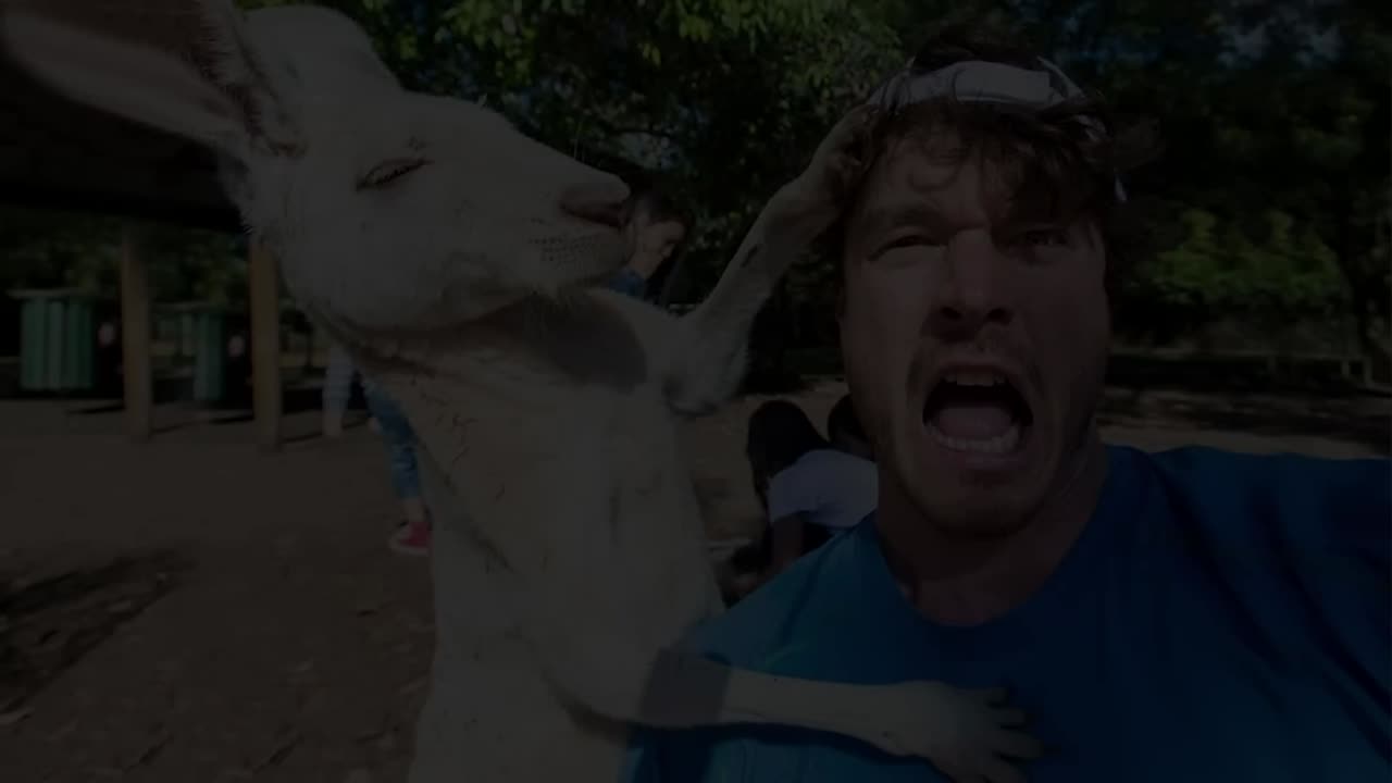 9 minutes fun with animals