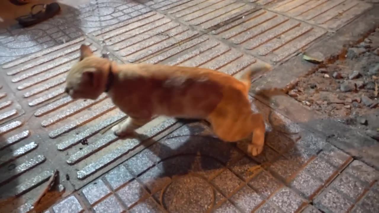 How Cats React When Seeing Stranger 1st Time - Running or Being Friendly