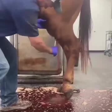 The vet helped a horse get relief after draining huge abscess 🐎