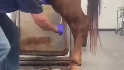 The vet helped a horse get relief after draining huge abscess 🐎