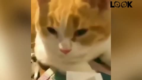 Funny cats are going crazy🤣🤣