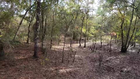 Oxbow Trail Hike Central Florida on CR 39 in the Withlacoochee Florida State Forest