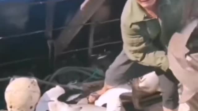 Fishing by-catch