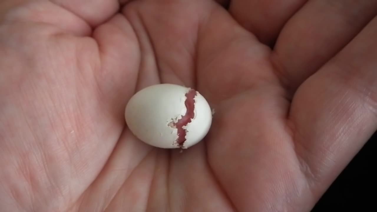 A cute little budgie hatching in my hand