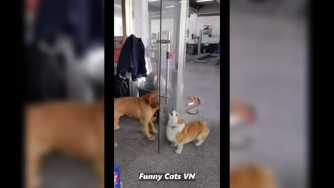 Funny Animal Videos