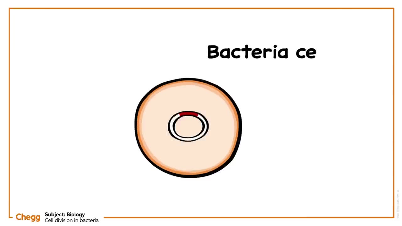 Understanding Cell Division in Bacteria | Introduction to Biology