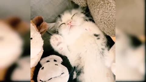 funniest cute cat videos