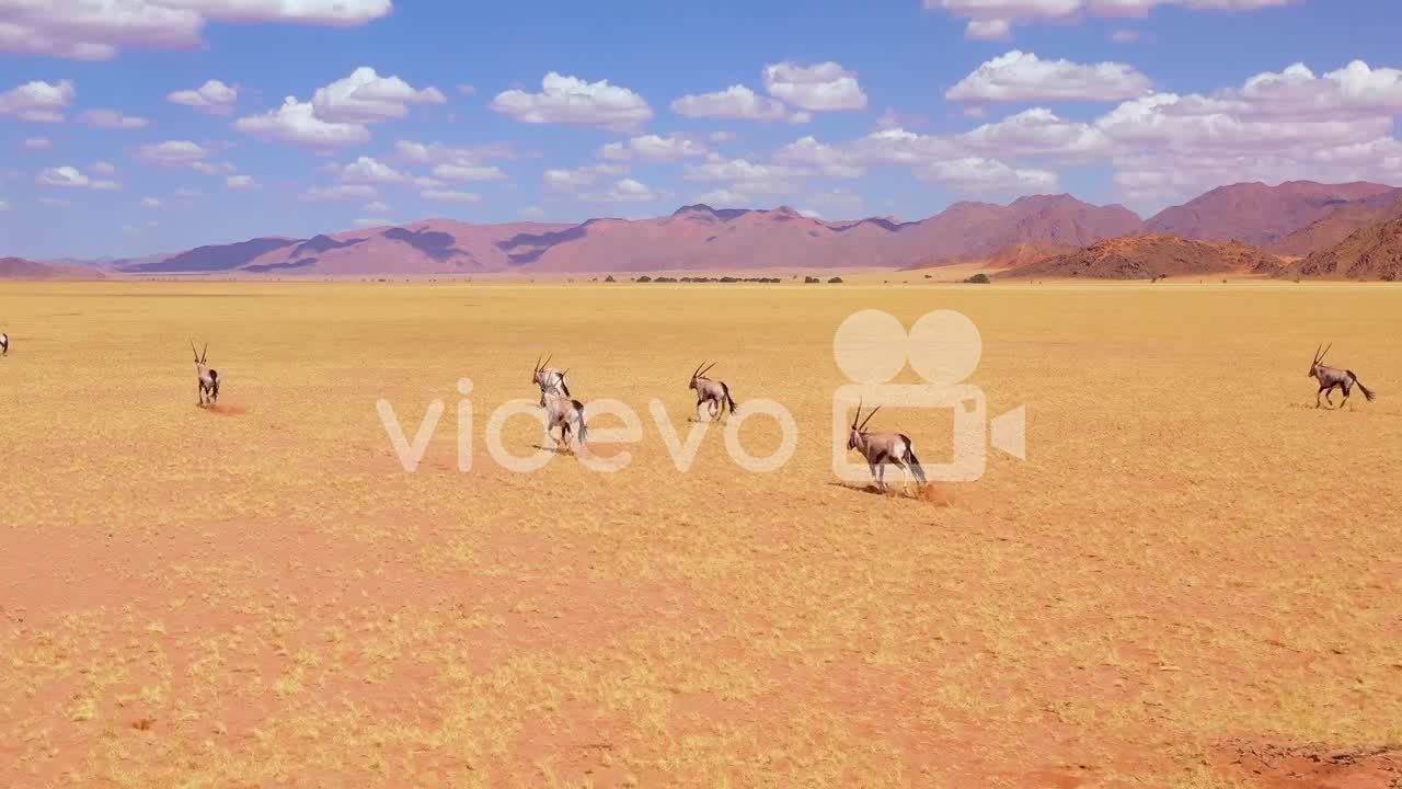 Astonishing aerial over herd of oryx antelope wildlife running fast across empty savannah and plains