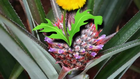 Top 10 HERBS & SPICES for Pain Relief