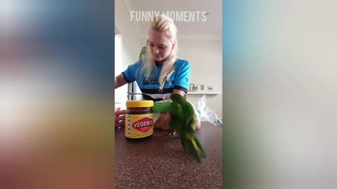 sing, talk, and dance parrot