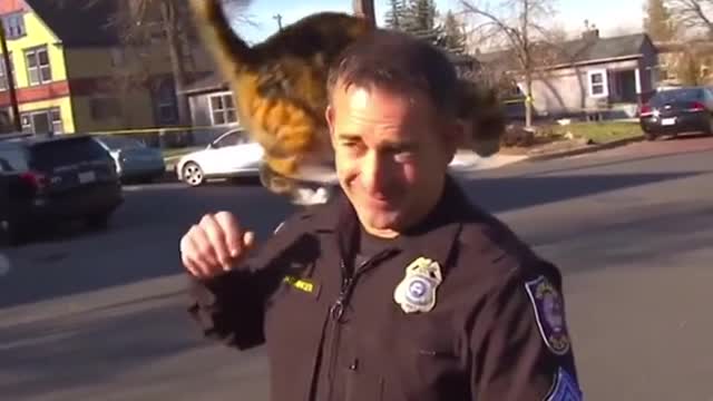 Funny cat video 😊😉😉 try no to laugh