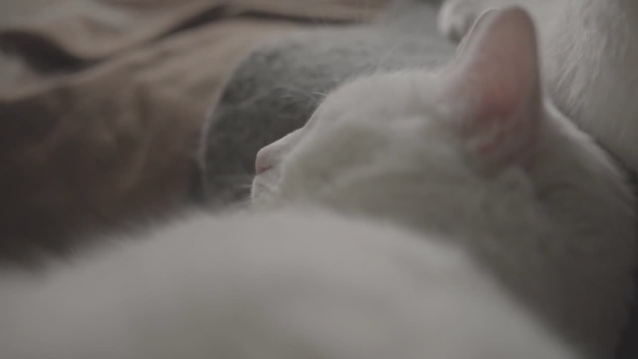 Funny Cat videos 🤣📸