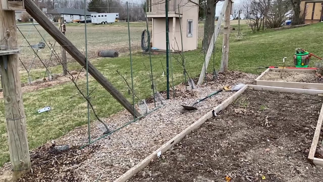 Transplanting Grafted Apple trees