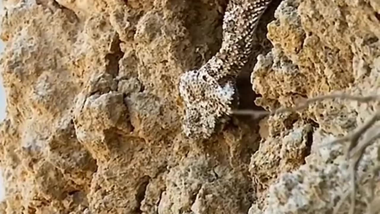 Snake attack on bird