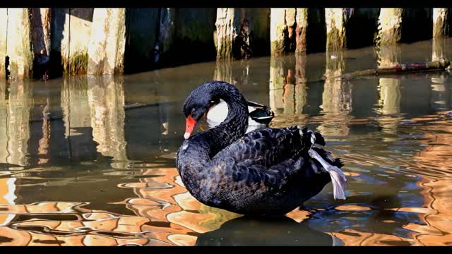 Black Swan seeking foods and with there family & swimming with there kids.