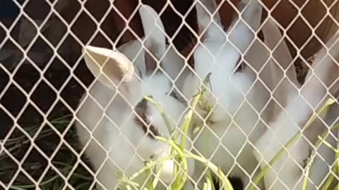 Breakfast time of my bunnies