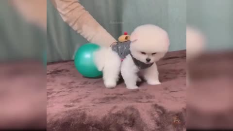 fun with cute baby dog