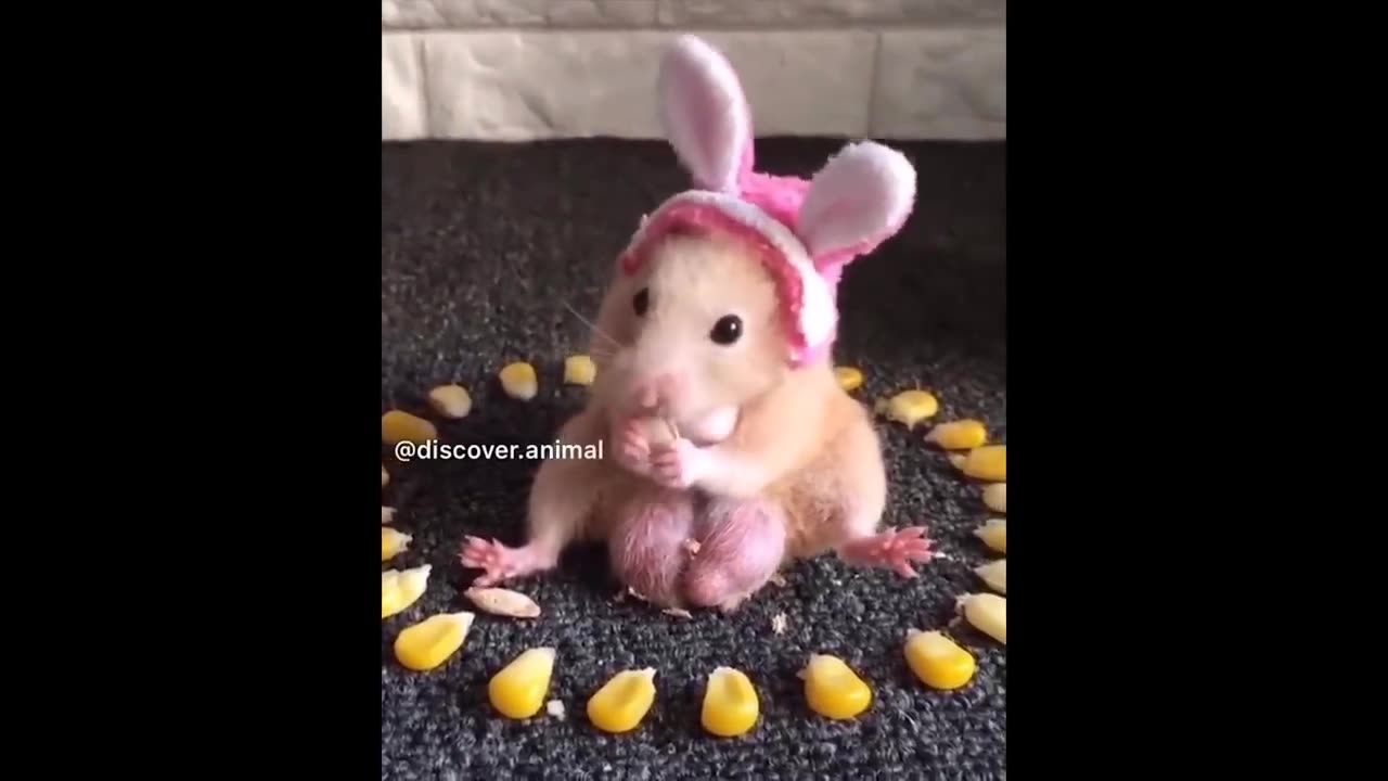 Cute baby animals Videos Compilation cute moment of the animals-Funnytimes2023-Video1