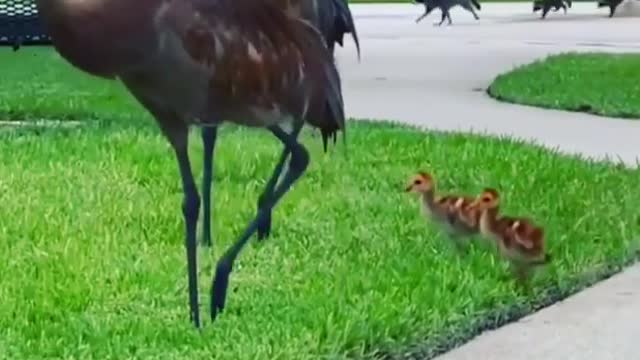 Sandhill Cranes and two babies but watch the background.