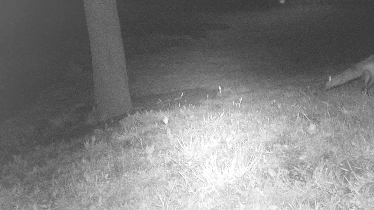 Good fox trail cam video