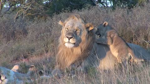 Male lion playing with cubs at Shamwari