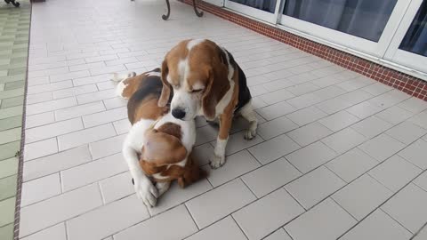 Beagles sweet loving moment (awww..)😘