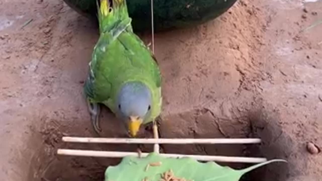 Watermelon Parrot Bird Trap _bird -parrot_shorts__