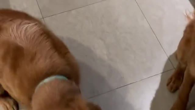 Training chip 🐶 🐶