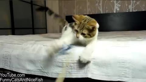 Very funny cats animals video