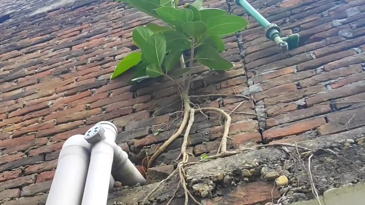 Small plant growing in bricks