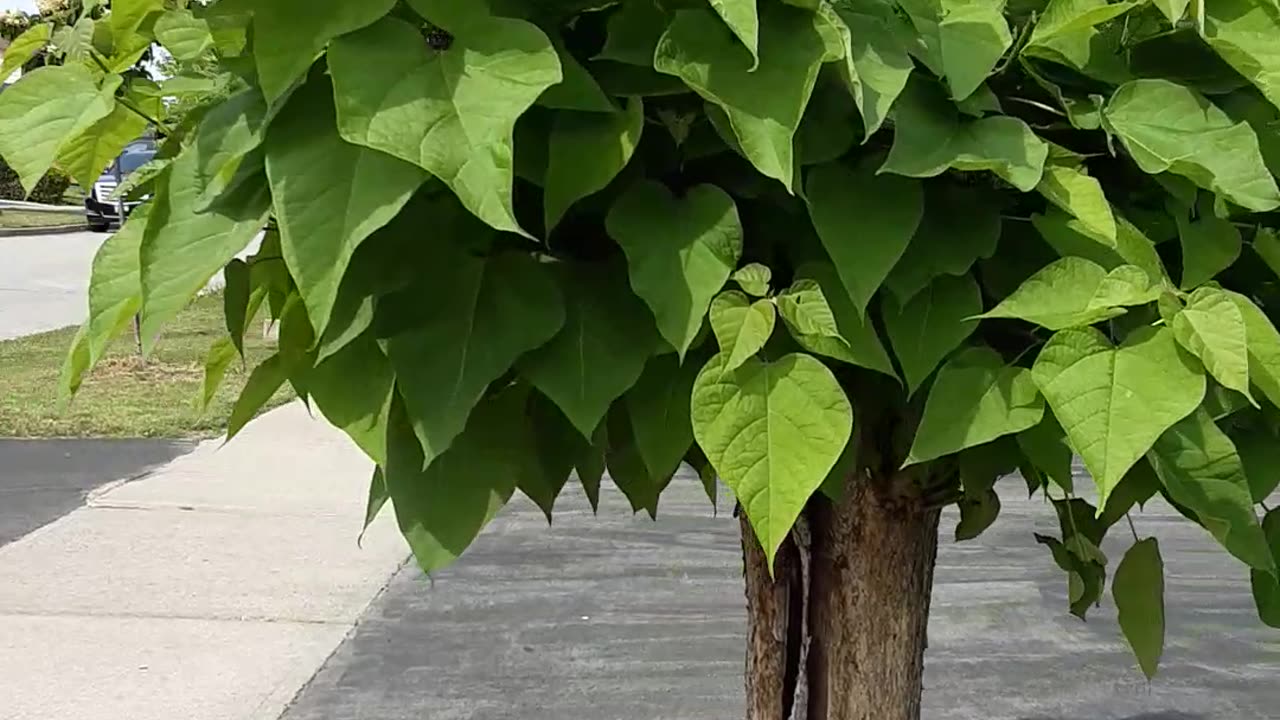 Live tree