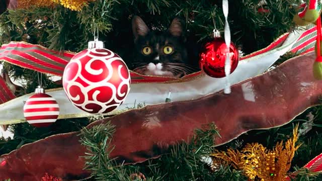 The cat plays on the balls of the Christmas tree