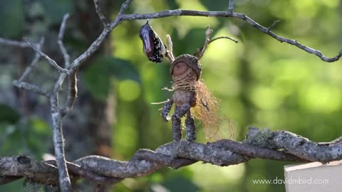 How I took this photo _ Becorn with a Butterfly