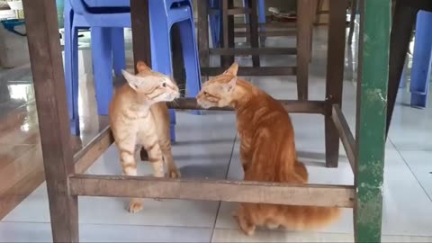 Cats fighting like___comment___And follow. 😍