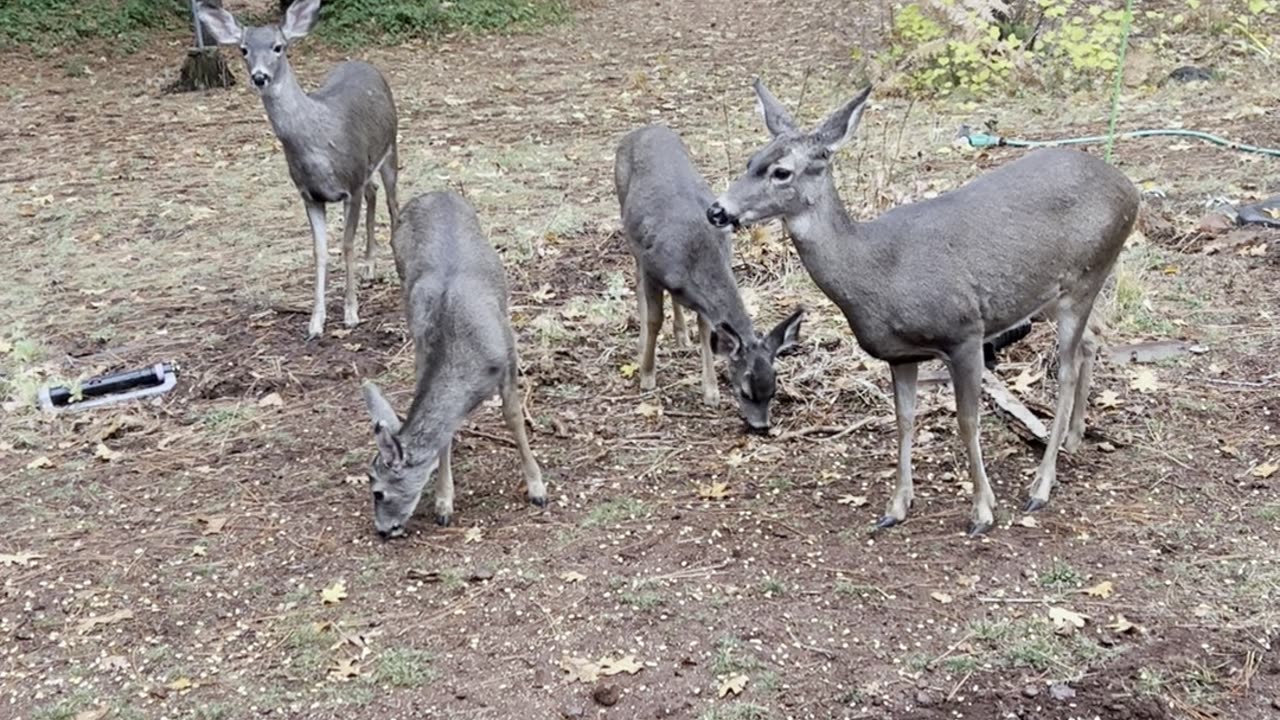 Favorite deer family