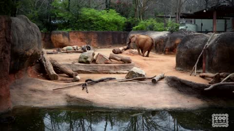 How an Elephant Eats Bark