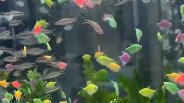 A rainbow of fish