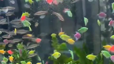 A rainbow of fish