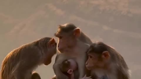 Monkey Family.