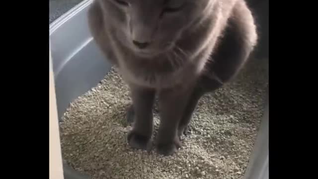 Funniest Animals Videos 🐻‍❄️ Can Make You More Happy #31