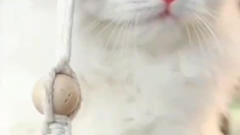 Funny cat