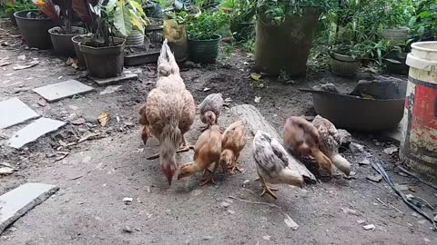 AYAM KAMPUNG