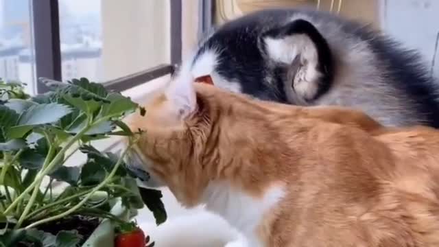 Husky withe a cat