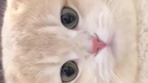"Pawsitively Adorable: The Cutest Cat Compilation!"