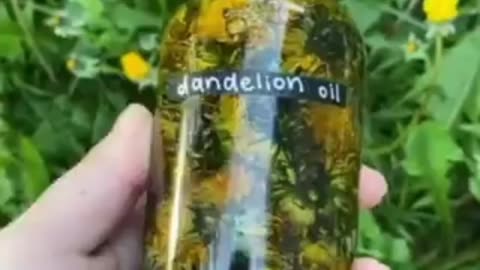 How To Make Dandelion Oil & Why You Need it. (CC)