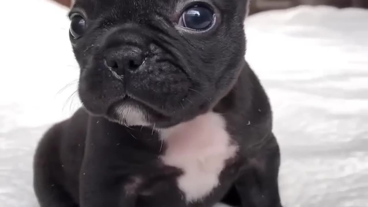 Very cute black puppy