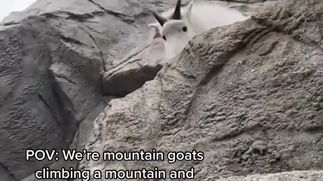 POV: We're mountain goats climbing a mountain and we make eye contact