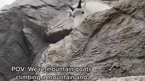 POV: We're mountain goats climbing a mountain and we make eye contact